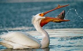 Image result for Pelican Eating Fish