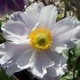 Image result for Anemone Dreaming Swan (r)