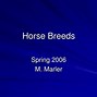 Image result for Horse Breeds in Order