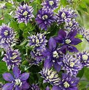 Clematis Taiga に対する画像結果