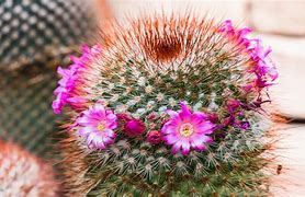 Image result for Cactus in a Desert