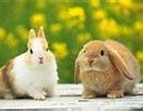 Image result for Cute Bunny iPhone Wallpaper Girly