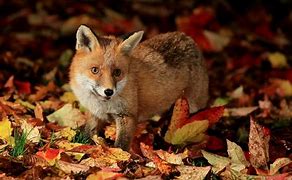 Image result for Fall Background 1920X1080