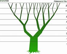 Image result for Fibonacci Tree Branches
