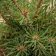 Image result for Pinus sylvestris Doone Valley