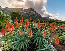 Image result for African Plants That Resemble Strength+