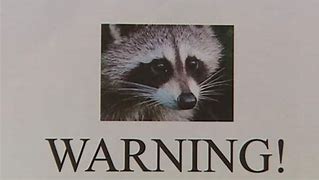 Image result for Raccoon Kill Cat