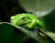 Image result for pets tree frogs care