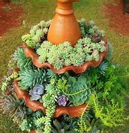 Image result for Arizona Succulents