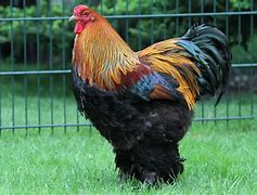 Image result for brahma fowl