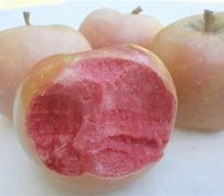 Image result for Pink Pearl Apple Fruit