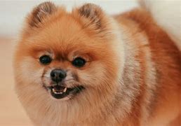 Image result for Pomeranian Dog Mad
