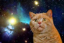 Image result for Cat Universe Jpg