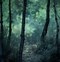 Image result for Trippy Forest Wallpaper 4K