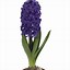 Image result for Hyacinth Flower Pronunciat