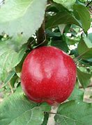 Image result for Liberty Apple Tree