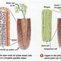 Image result for Difference Between Xylem and Phloem