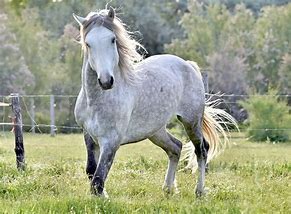 Image result for white mustang horse