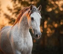 Image result for Dog Wallpaper HD and Horse