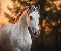 Image result for HD Horse Background
