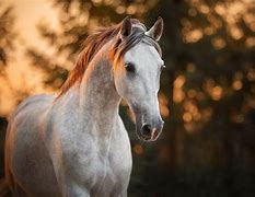 Image result for High Quality Horse Pictures