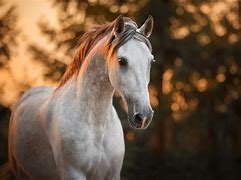 Image result for Horse HD Android Wallpaper