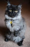 Image result for Black and White Munchkin Cat