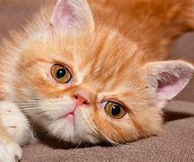 Image result for Fluffy Orange Cat
