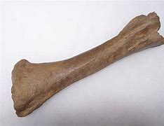 Image result for Bear Leg Bones