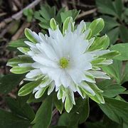 Image result for Anemone nemorosa Bracteata Pleniflora