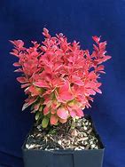 Image result for Berberis thunbergii Orange Ice