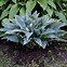 Image result for Hosta Smoke Signal