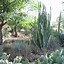 Image result for Columnar Cacti