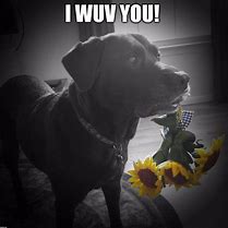 Image result for Dog Love Meme