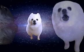 Image result for Shooting Star Memes Dogs