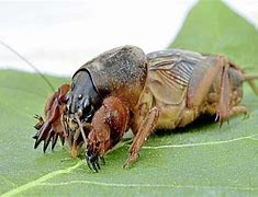 Image result for "northern-mole-cricket"