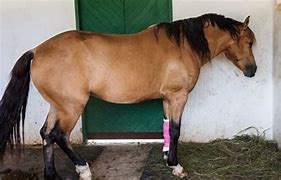 Image result for Types of Injuries On Horses