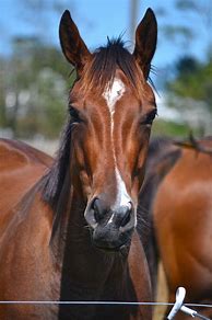 Image result for Black Horse Front View