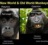 Image result for Sus Monkey Meme