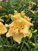 Image result for Hemerocallis Bumble Bee