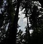 Image result for 4K Ultra HD Forest Wallpaper