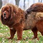 Image result for Tibetan Mastiff Dog Breed