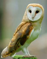 barn owl 的图像结果