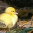 Image result for Black and White Speckled Duck