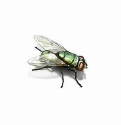 Image result for Flies That Look Like Bees