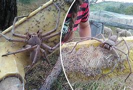 Image result for The Biggest Spider Found in Australia