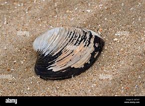 Image result for Ocean Quahog