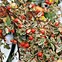 Image result for Cotoneaster suecicus Juliette