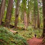 Image result for Redwood National Park Hiking