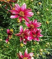 Image result for Coreopsis verticillata Route 66